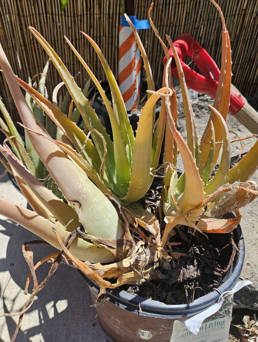 Large Aloe Vera Suculents